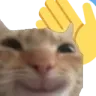 strayCatpat