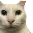 GatoEkisde