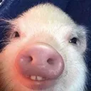 pig pig