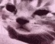 SadCat