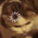 Confused Cat confusedCat Discord Emoji