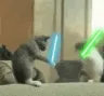 catsabrefight