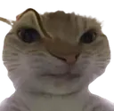 cateyebrow