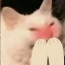 shy