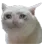 Cat Crying cat_crying Discord Emoji