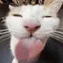 lick lick