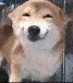 Happy_doggo Happy_doggo
