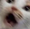 PKEwtfcatto