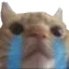 sadcat