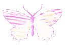 pinkbutterflyholopastel