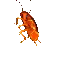 RainBowsCockroach