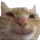 Smilecat smilecat Discord Emoji