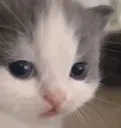 cluelesscat cluelesscat