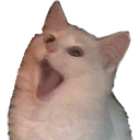 CatSurprise Discord emoji