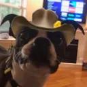 HowdyDog HowdyDog