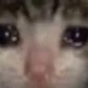 Sadcat Discord Emoji