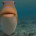 fishlips