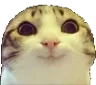 SmugCat_FFA Discord Emoji