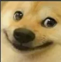 Shiba_FFA Shiba_FFA