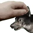 Dogmeat