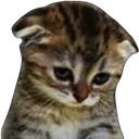 Kitty Sad KittySad Discord Emoji