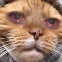 cat_tired