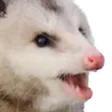 Pog
