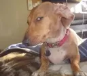 DOGSUS