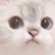 Catconfuse Catconfuse