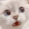 Catshock
