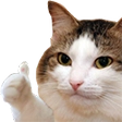 :Cat_thumbsup: