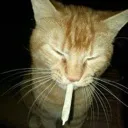 Smokecat Discord Emoji