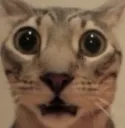 ch_catshock