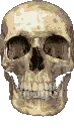 Skull143