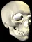 Skull509