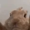 bunnydance