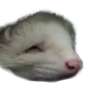 ferretsquish