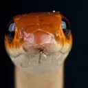 snakeStare snakeStare