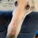 borzoi3