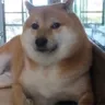 dogewithrice dogewithrice