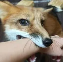 CHOMP