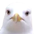 Stare