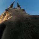 grass