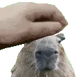 capypet