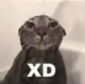 xd