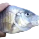 Killer_Fish