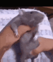 rataDance_FDB Discord emoji