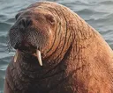 Walrus