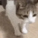 OHNYOCATJUSTDIEDPEEPOSAD