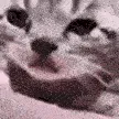SadCat